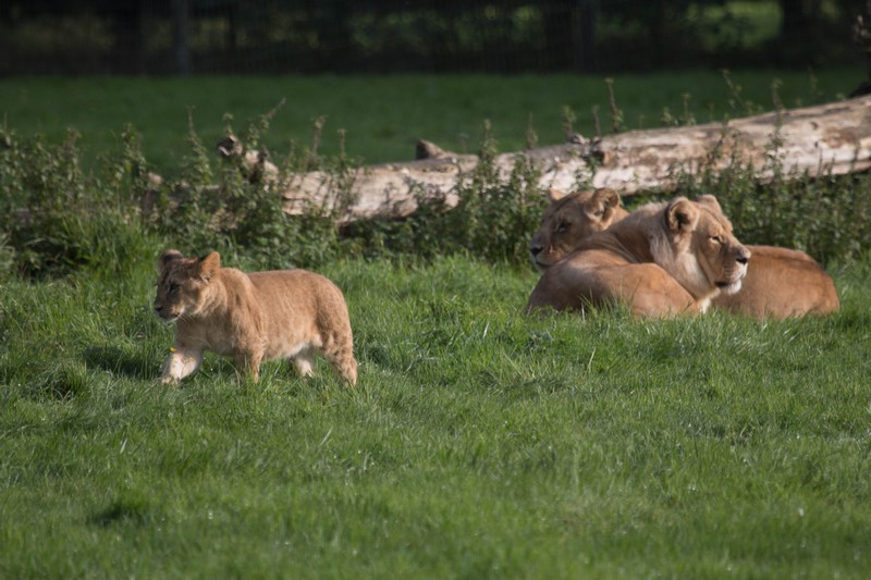 Parc des félins, France