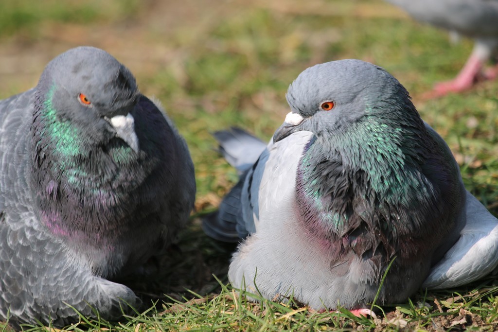 Pigeon biset (Columba livia)