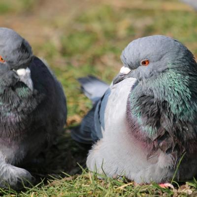 Pigeon biset (Columba livia)