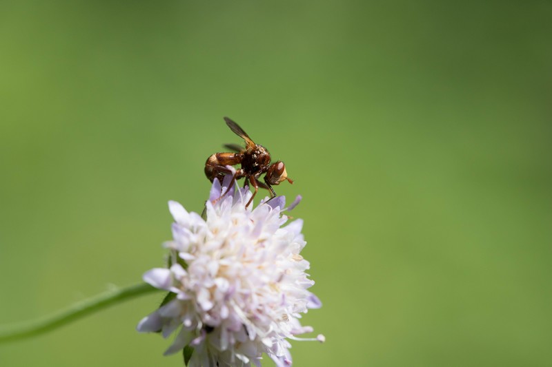 Scatophage du fumier ( Scathophaga stercoraria )