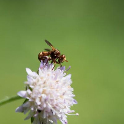 Scatophage du fumier ( Scathophaga stercoraria )