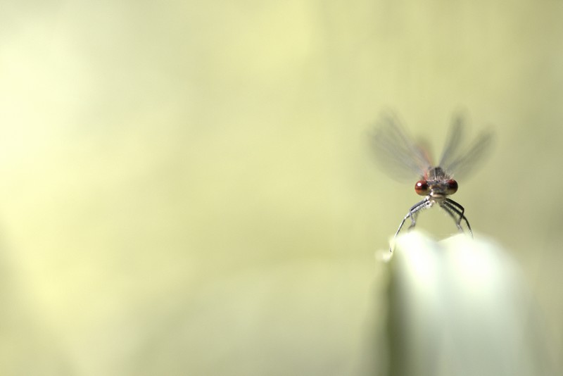 Demoiselle (Zygoptera)