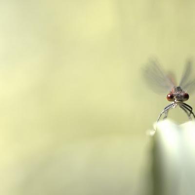 Demoiselle (Zygoptera)