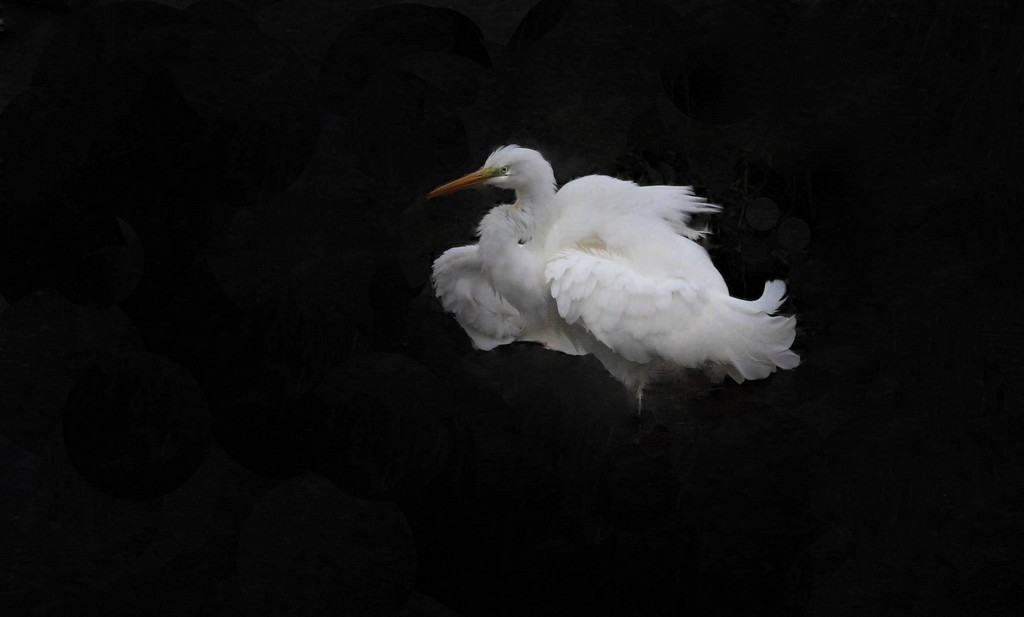  Grande aigrette ( Egretta alba)