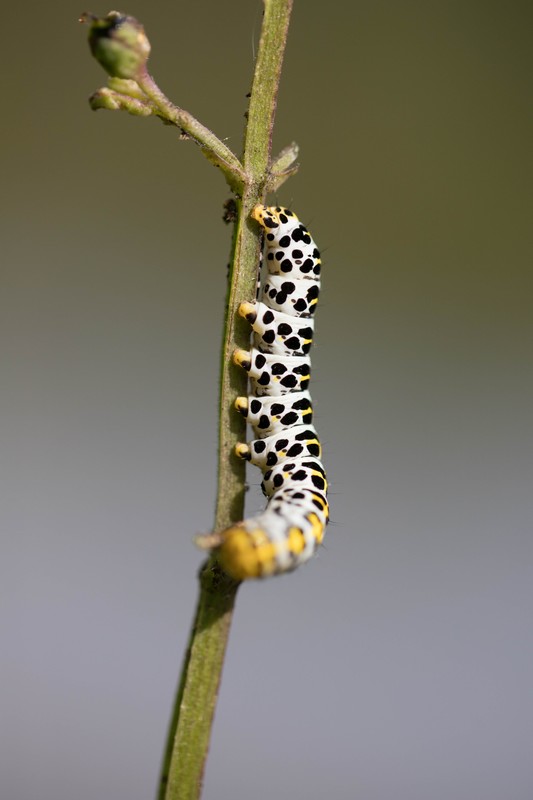 Chenille du Machaon (Papilio Machaon )