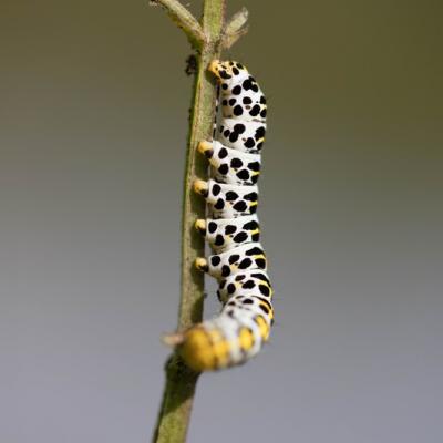 Chenille du Machaon (Papilio Machaon )