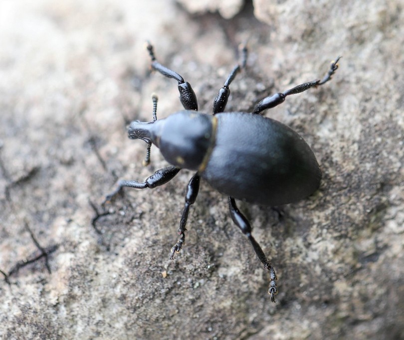  Charancon couronne (liparus coronatus) 