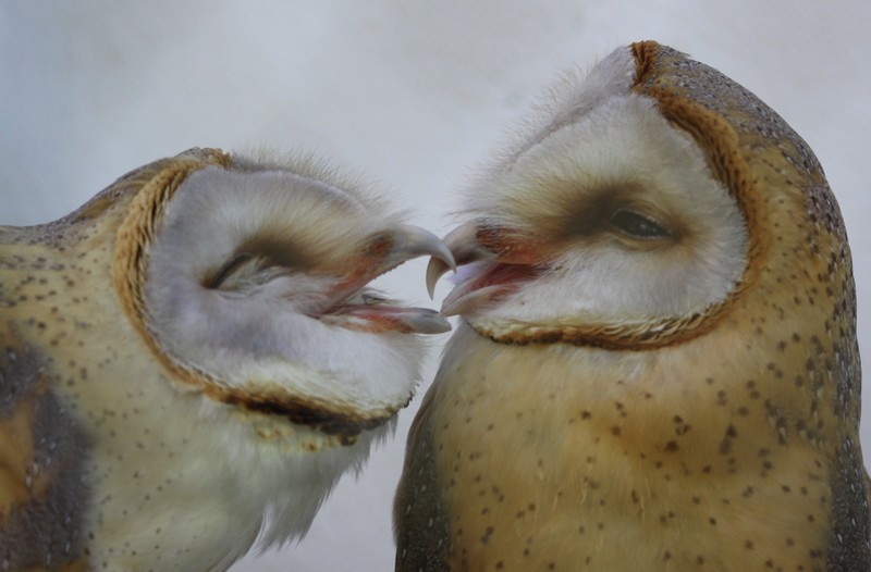 Effraie des clochers (Tyto alba)