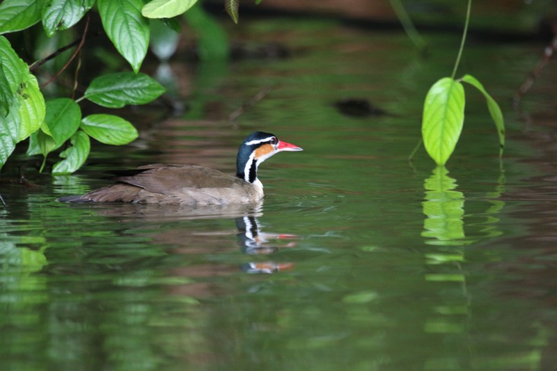 Costa Rica