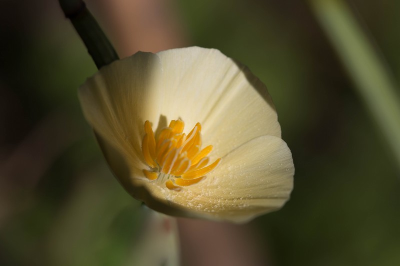 Eschscholtzia (Eschscholzia californica)