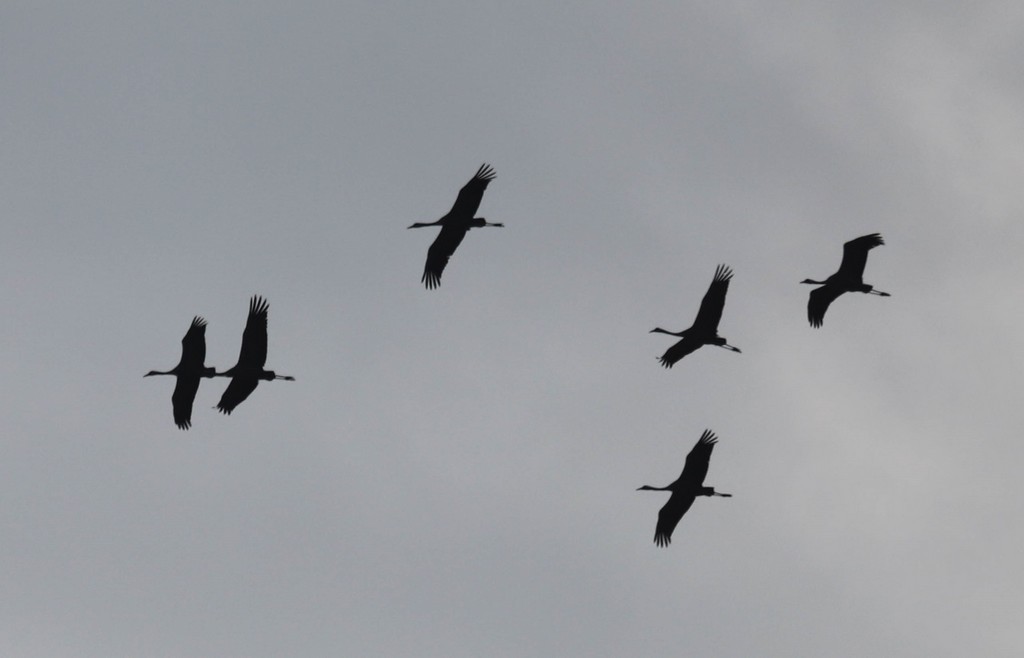 Grues cendrées(Grus grus)