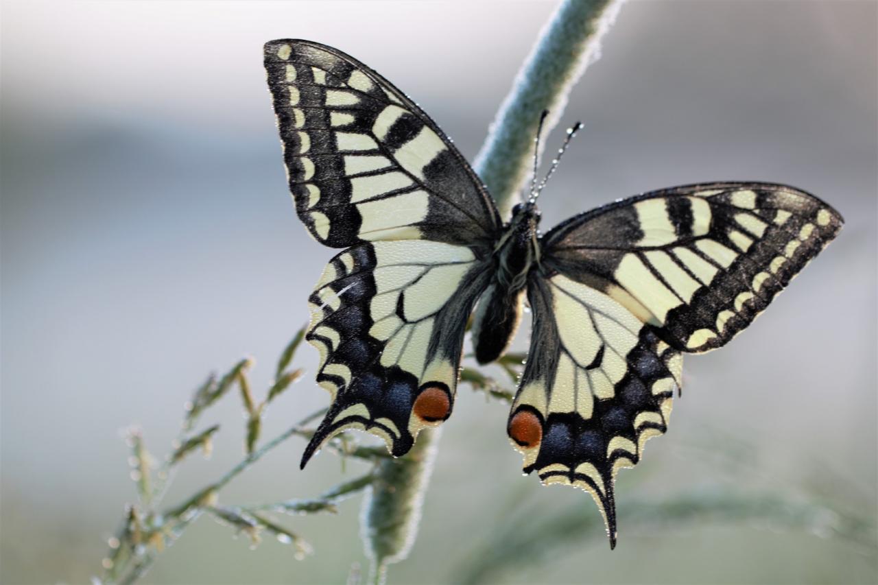  Machaon dans la rosée