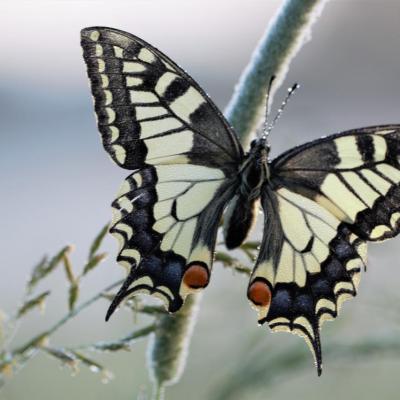  Machaon dans la rosée