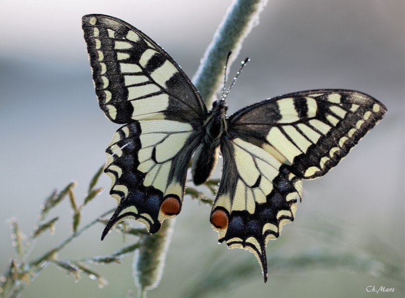 Machaon (Papilio machaon )