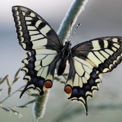 Machaon (Papilio machaon )