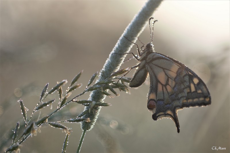 Machaon (Papilio machaon )