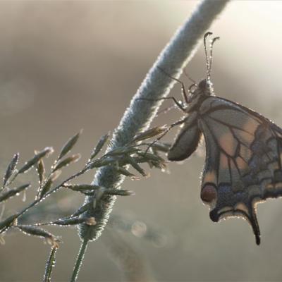 Machaon (Papilio machaon )