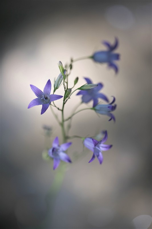 Campanule raiponce (Campanula rapunculus)