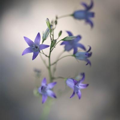 Campanule raiponce (Campanula rapunculus)