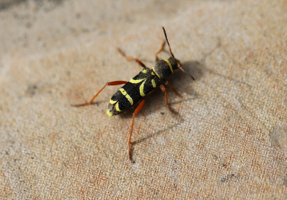   Clyte belier (clytus arietis) 