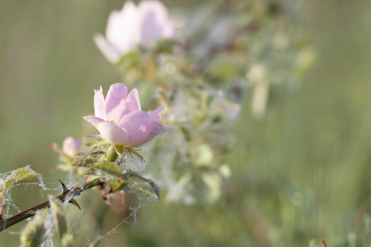  Eglantines dans la rosée