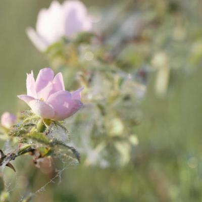  Eglantines dans la rosée