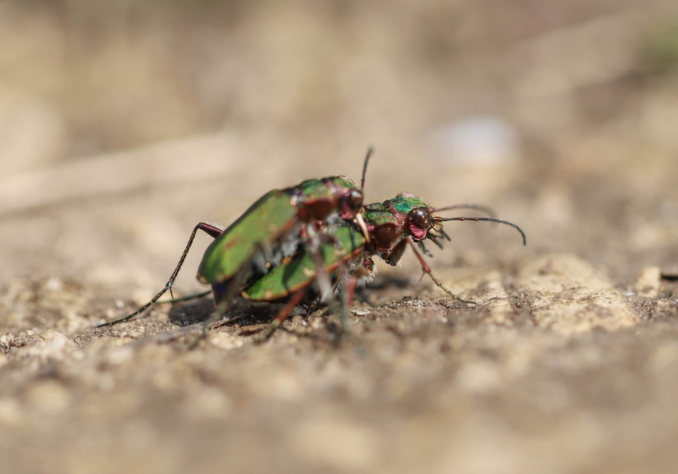  Cicindele champetre (cicindela campestris) 