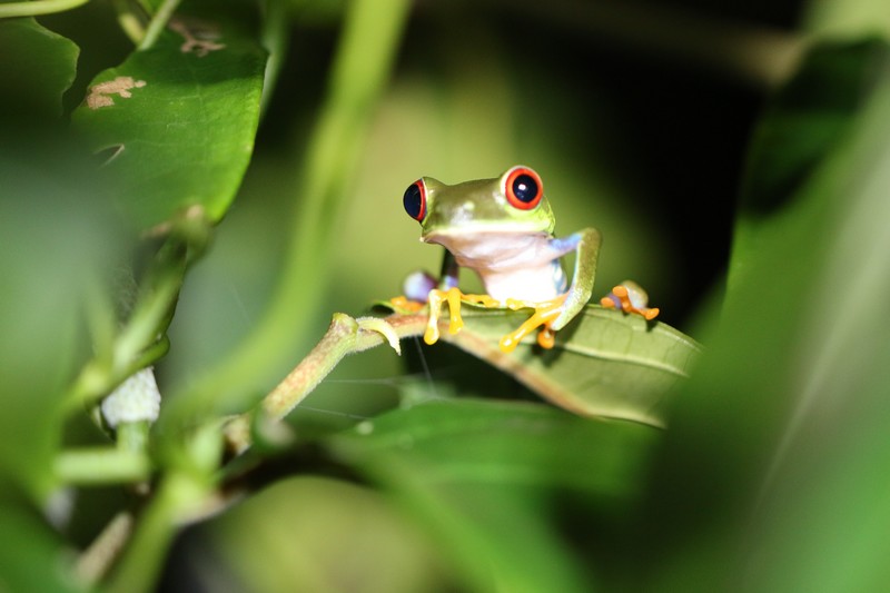 Grenouille (Costa Rica)