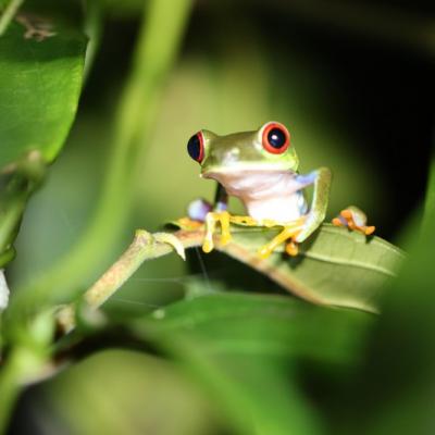 Reptiles et batraciens