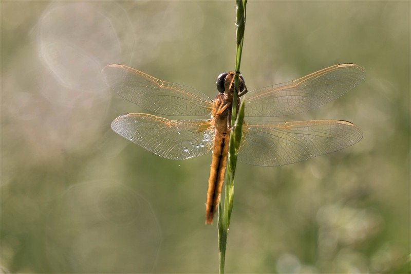 Libellule (Anisoptera)