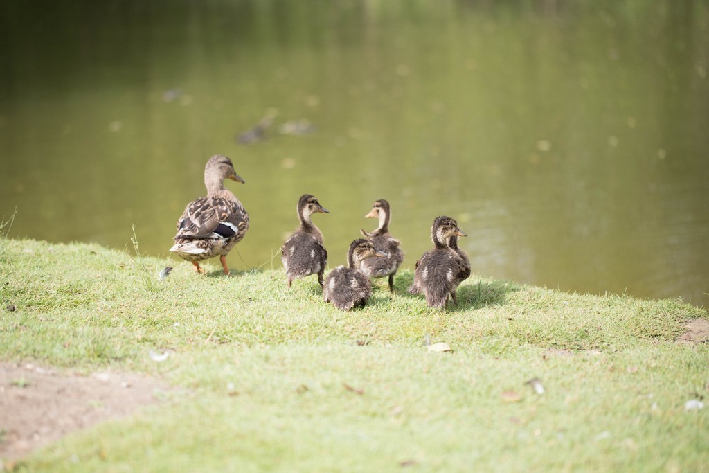  Canard Colvert (Anas platyrhynchos)