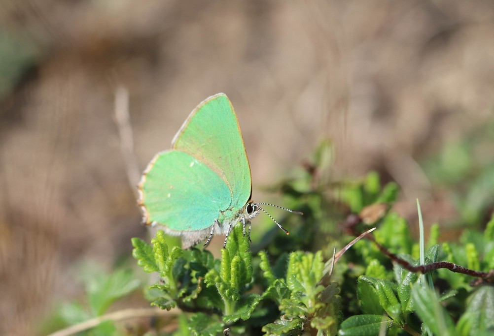 Img 7403 Thècle de la ronce (callophrys rubi)