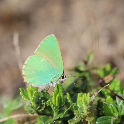 Img 7403 Thècle de la ronce (callophrys rubi)