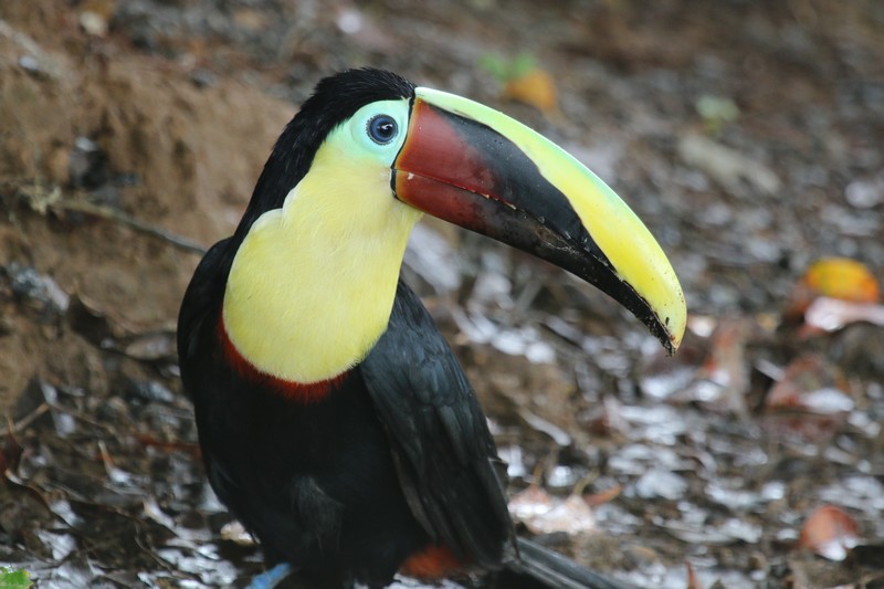 Costa Rica
