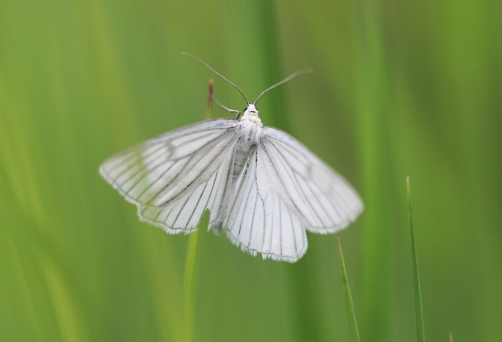  Cabère pustulée (cabera exenthemata) 