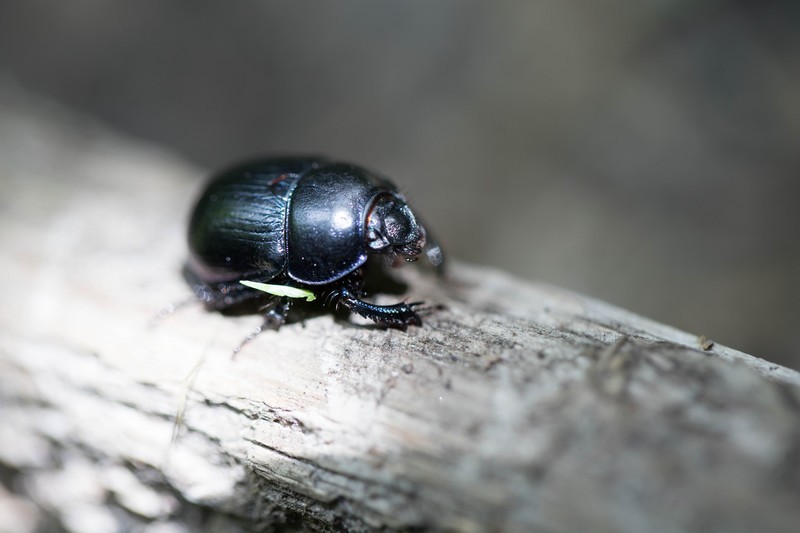 Anoplotrube ( Anoplotrupes stercorosus)