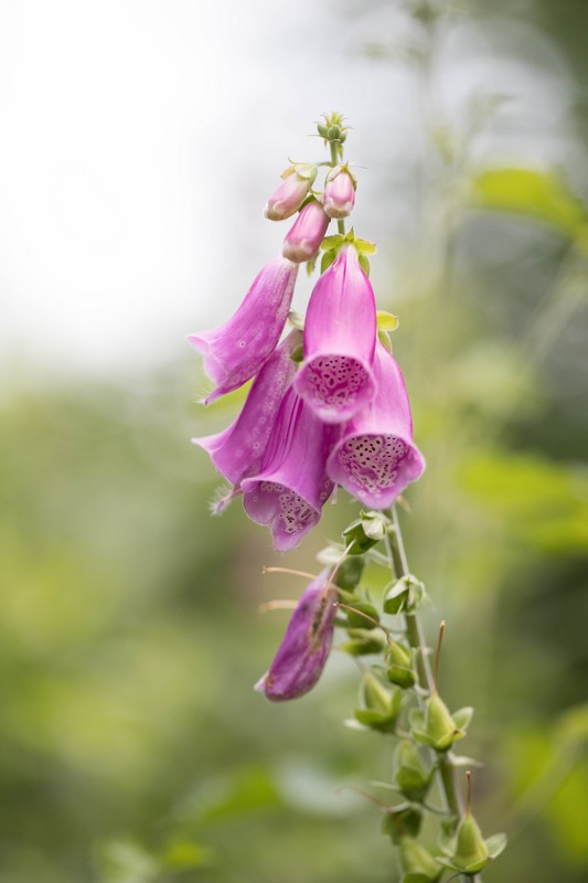 Digitale pourpre (Digitalis purpurea)