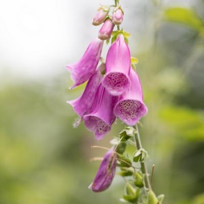 Digitale pourpre (Digitalis purpurea)