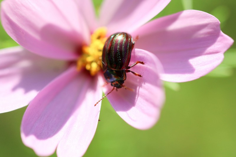 Chrysomèle du romarin  (Chrysolina américana)