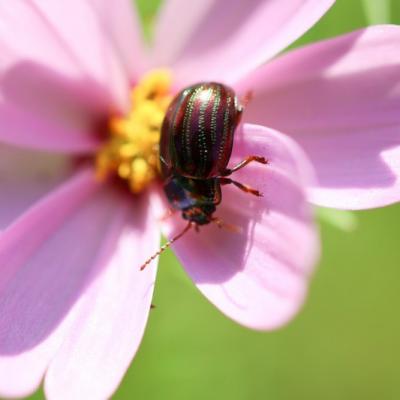 Chrysomèle du romarin  (Chrysolina américana)