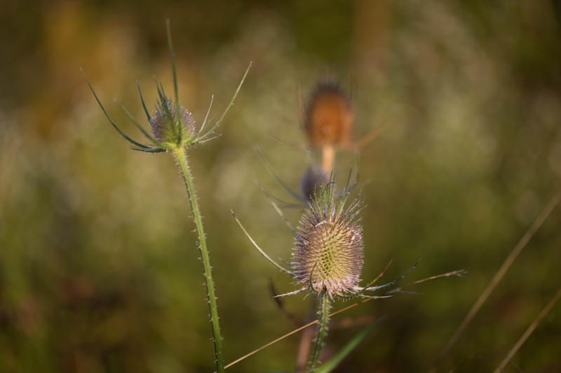 Cabaret des oiseaux (Dipsacus fullonum)