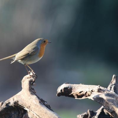  Rougegorge familier ( Erithacus rubecula)