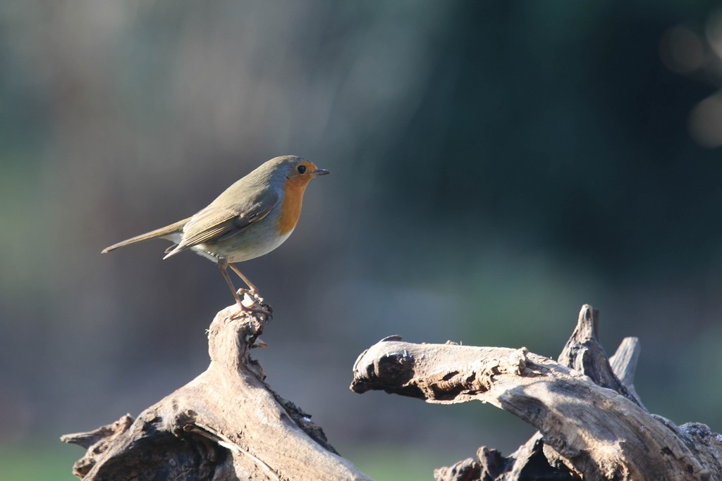  Rougegorge familier ( Erithacus rubecula)