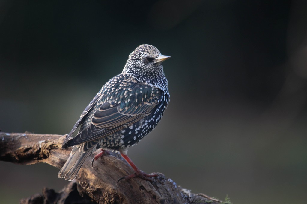  Etourneau sansonnet ( Sturnus vulgaris)