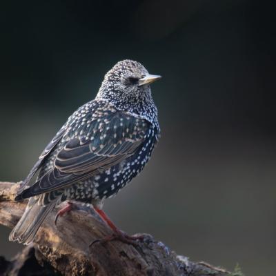  Etourneau sansonnet ( Sturnus vulgaris)