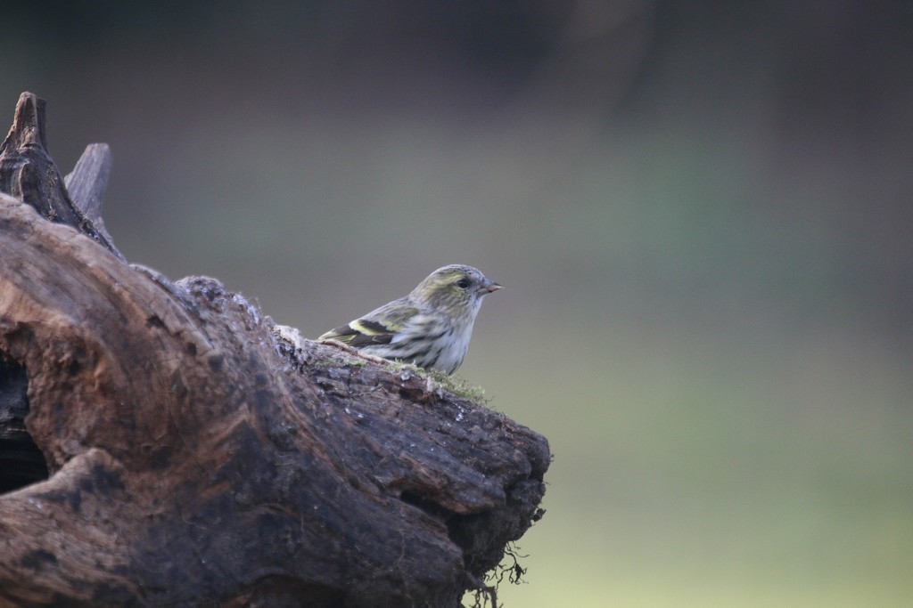  Tarin des aulnes (Carduelis spinus)