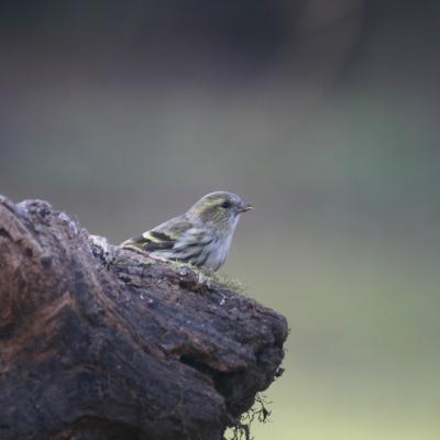  Tarin des aulnes (Carduelis spinus)