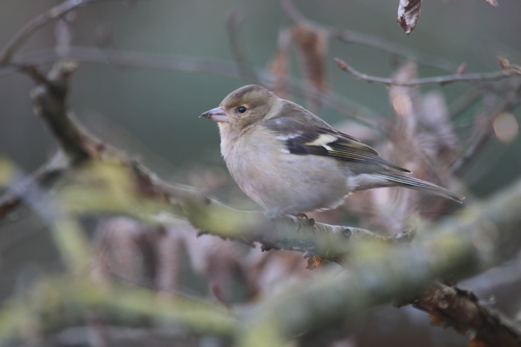 Pinson des arbres (Fringilla coelebs)