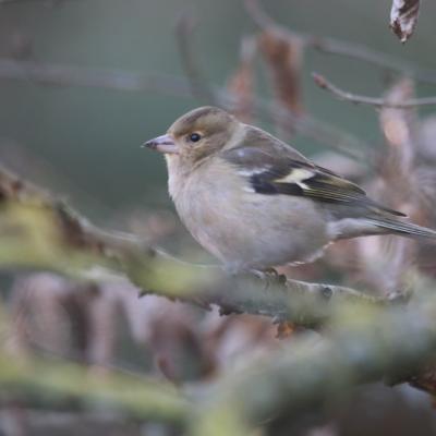 Pinson des arbres (Fringilla coelebs)