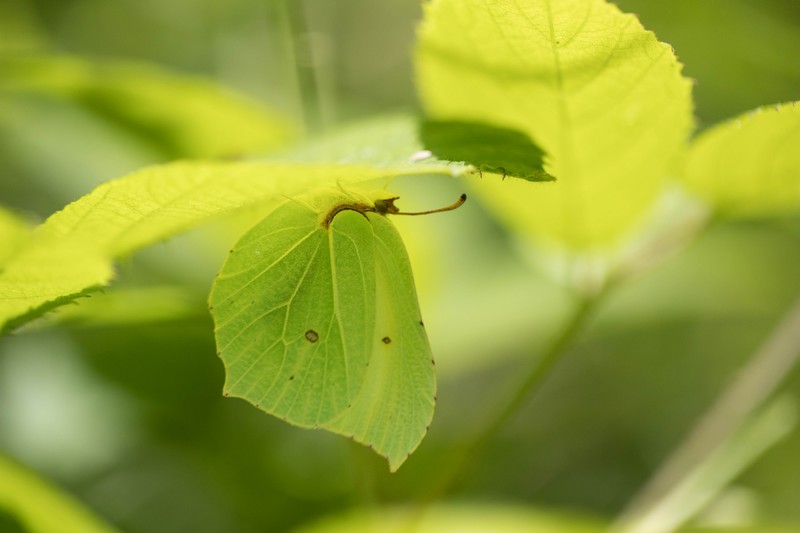 Citron ( Ganepteryx rhamni)